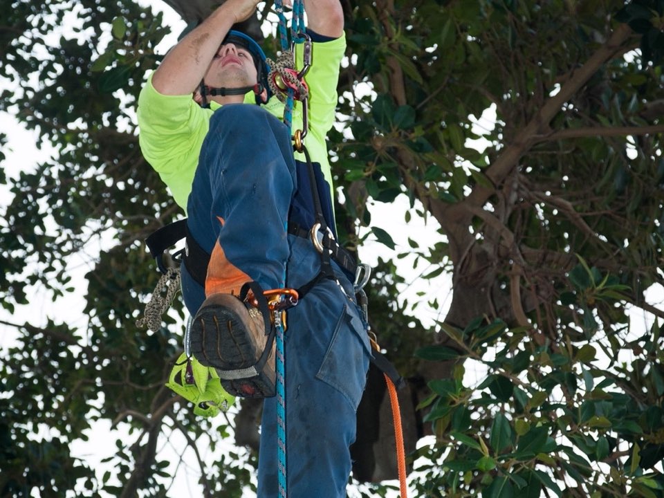 Qualified arborist working in a mature tree during a property survey in Edinburgh