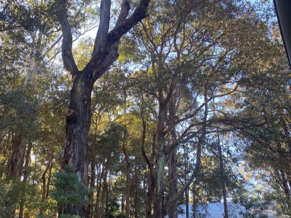 Mature trees in Edinburgh parkland with a property visible in the background